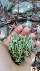 Cladonia mateocyatha