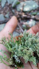 Cladonia mateocyatha