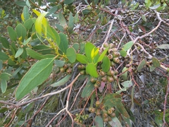 Eucalyptus utilis