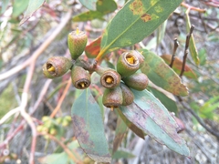 Eucalyptus utilis