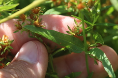 Hypericum adpressum