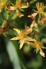 Hypericum adpressum