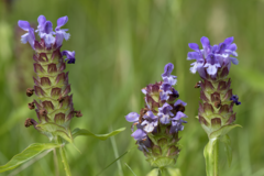 Prunella vulgaris lanceolata