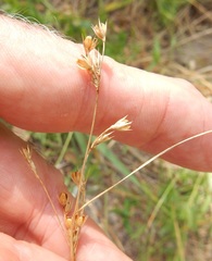 Juncus interior