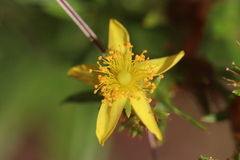 Hypericum adpressum