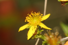 Hypericum adpressum