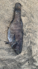 Dormitator latifrons