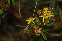 Hypericum adpressum