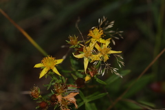 Hypericum adpressum