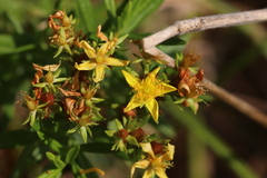 Hypericum adpressum