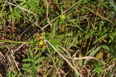 Hypericum adpressum