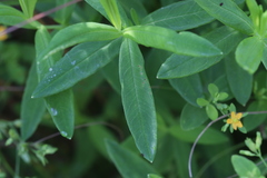 Hypericum adpressum