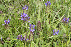 Prunella vulgaris lanceolata