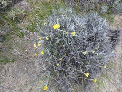 Conostylis candicans