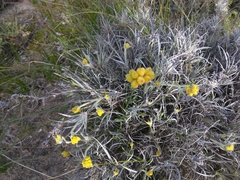 Conostylis candicans