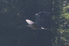 Ardea herodias herodias