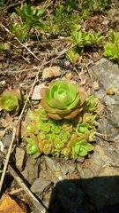 Orostachys malacophylla
