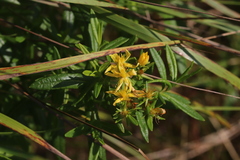 Hypericum adpressum
