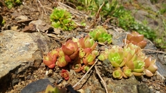 Orostachys malacophylla