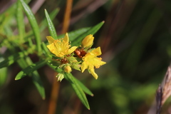 Hypericum adpressum