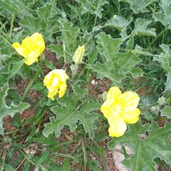 Apodanthera undulata