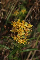 Hypericum adpressum