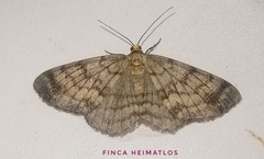 Hymenomima