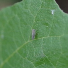 Agalliini