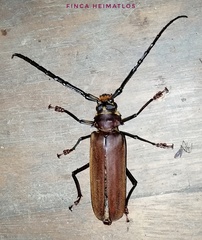 Orthomegas cinnamomeus
