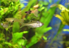 Acheilognathus chankaensis