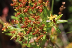 Hypericum adpressum