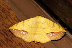 Hemeroplanis scopulepes