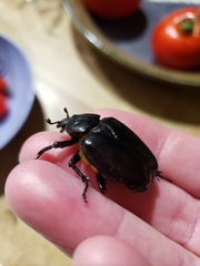 Osmoderma eremicola