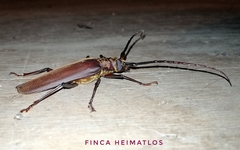 Orthomegas cinnamomeus
