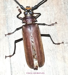 Orthomegas cinnamomeus