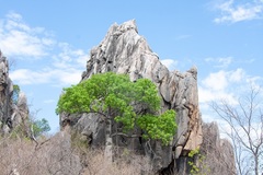 Brachychiton chillagoensis