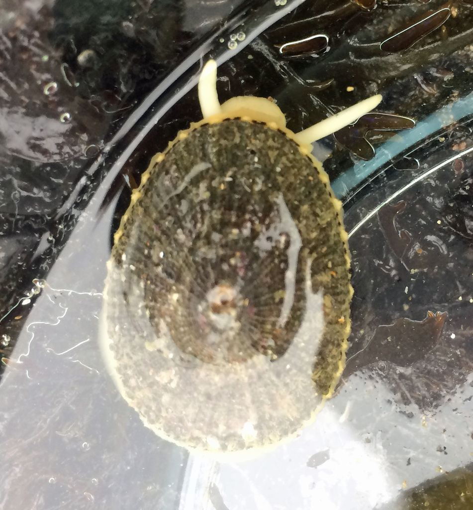 Rough Keyhole Limpet (Northern California Rocky Intertidal Species ...