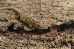 Aristelliger praesignis