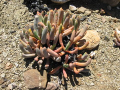 Cylindrophyllum tugwelliae