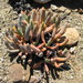 Cylindrophyllum tugwelliae - Photo (c) Roy, μερικά δικαιώματα διατηρούνται (CC BY-NC), uploaded by Roy