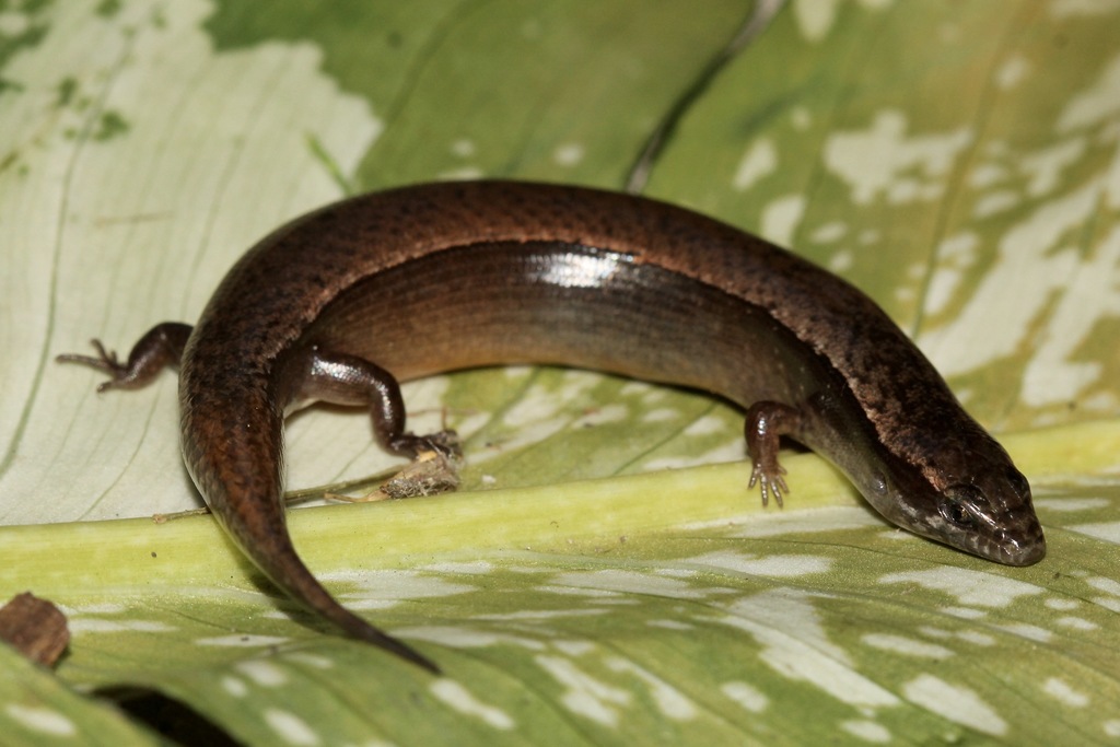 Garman's Galliwasp