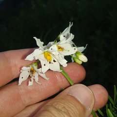 Solanum pinnatisectum