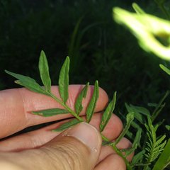 Solanum pinnatisectum