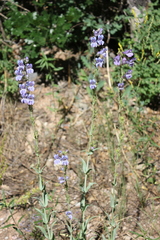 Penstemon leiophyllus