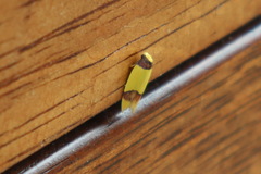 Heterallactis euchrysa