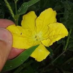 Apodanthera undulata