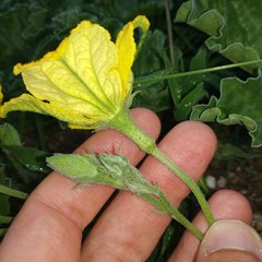 Apodanthera undulata