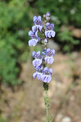 Penstemon leiophyllus