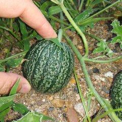 Apodanthera undulata