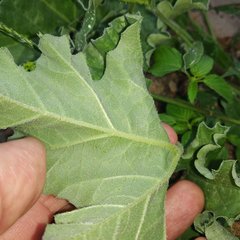 Apodanthera undulata